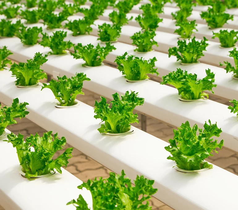 Alimentaire Alimentaire